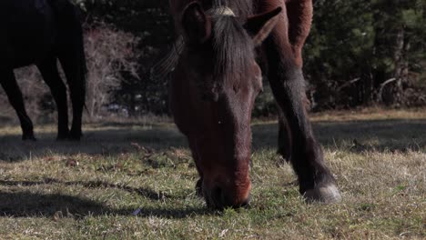 Close-up-shot-of-a-horse-eating-grass-on-a-field-in-the-countryside