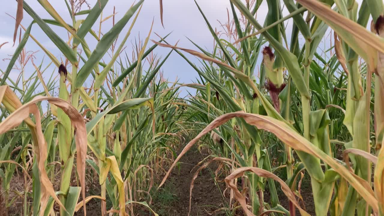 Vertical tilt shot from ground level between corn rows, revealing tall maize plants and ending with a clear blue sky. Summer harvest field with immersive natural perspective