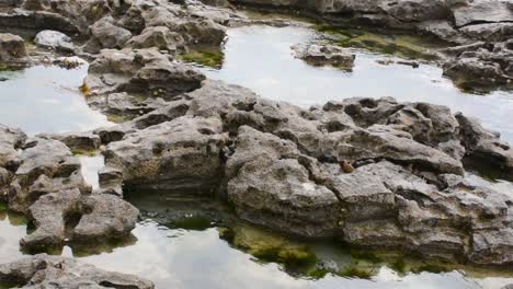 rocky pools of water with moss on cloudy day close up