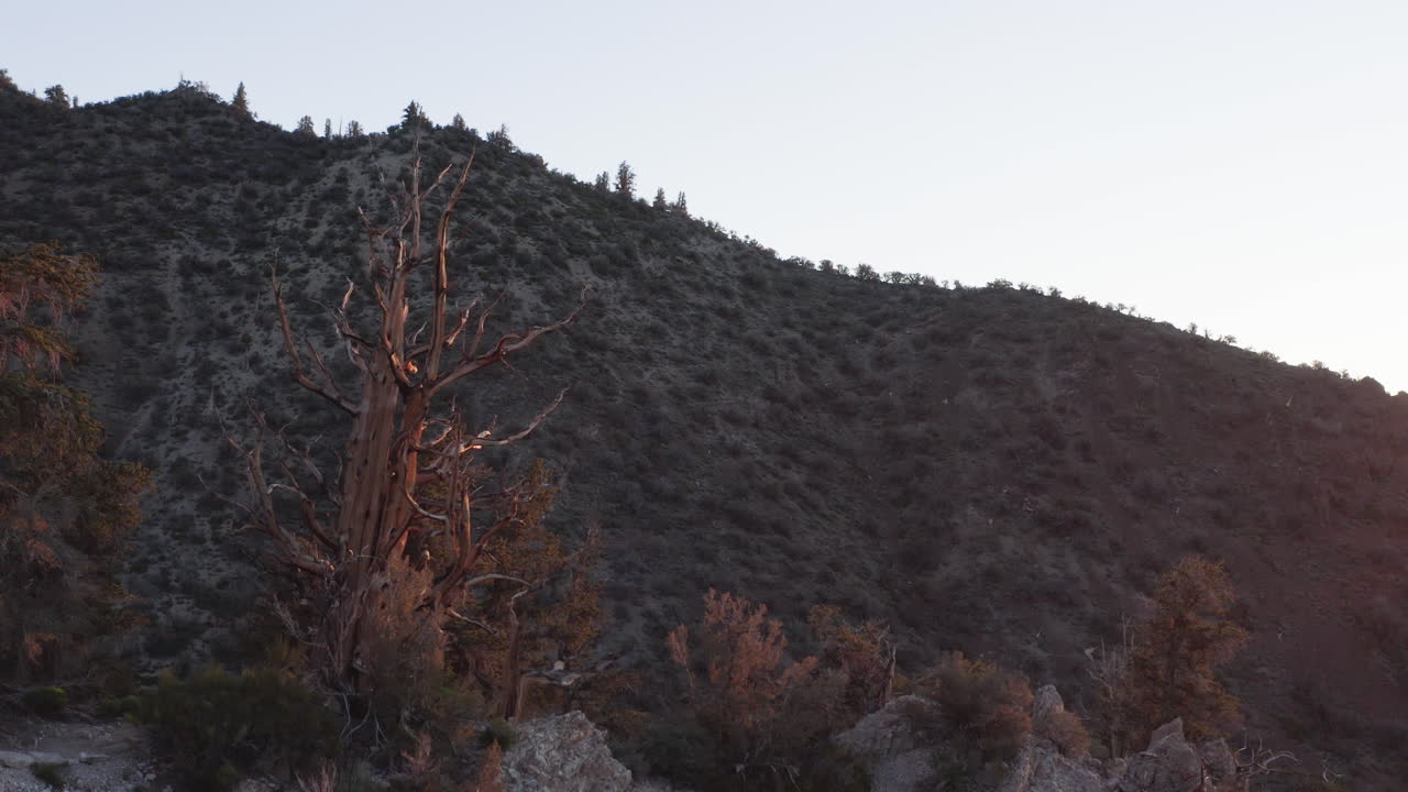 pinos de bristlecone iluminados por la luz del atardecer en una ladera de la montaña en las montañas blancas, california
