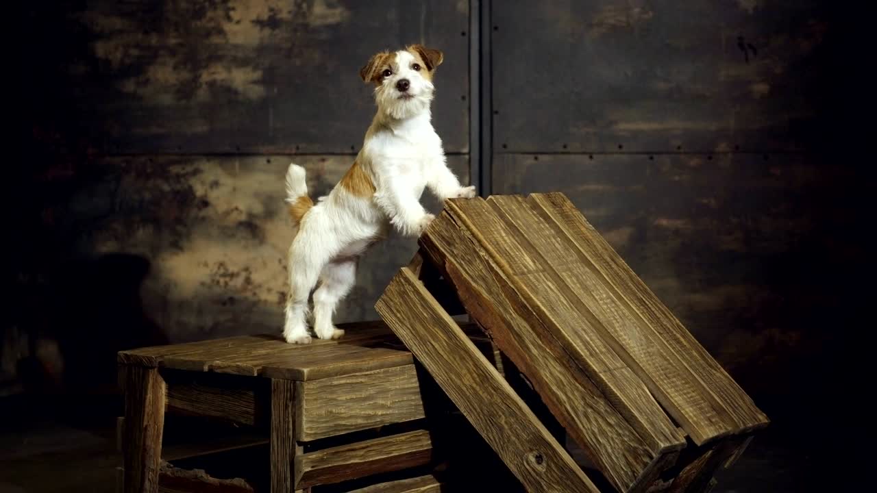 O filhote engraçado de Jack Russell Terrier está em pé sobre caixas de madeira