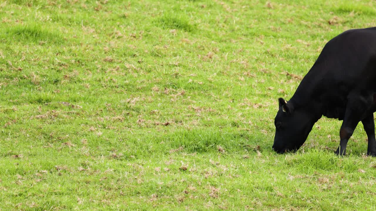 단 한 마리의 소가 10 초 동안 풀을 먹습니다.