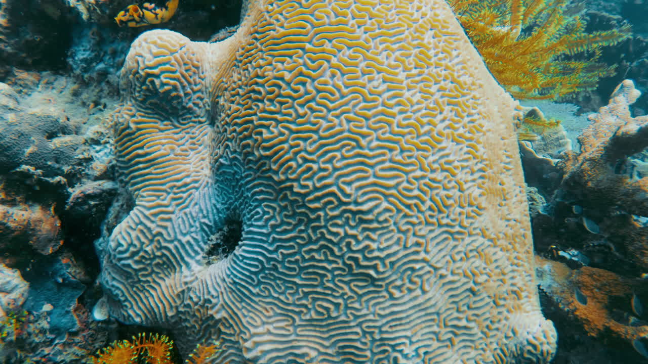 Cinematic slow motion underwater shot of a unique coral with a beautiful pattern in clear and bright waters in 4K, 120FPS, Slomo