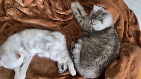 cute couple of persian cats relaxing on the sofa