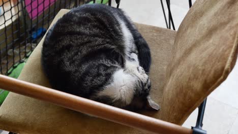 a cat is sleeping on chair at cafe in turkey