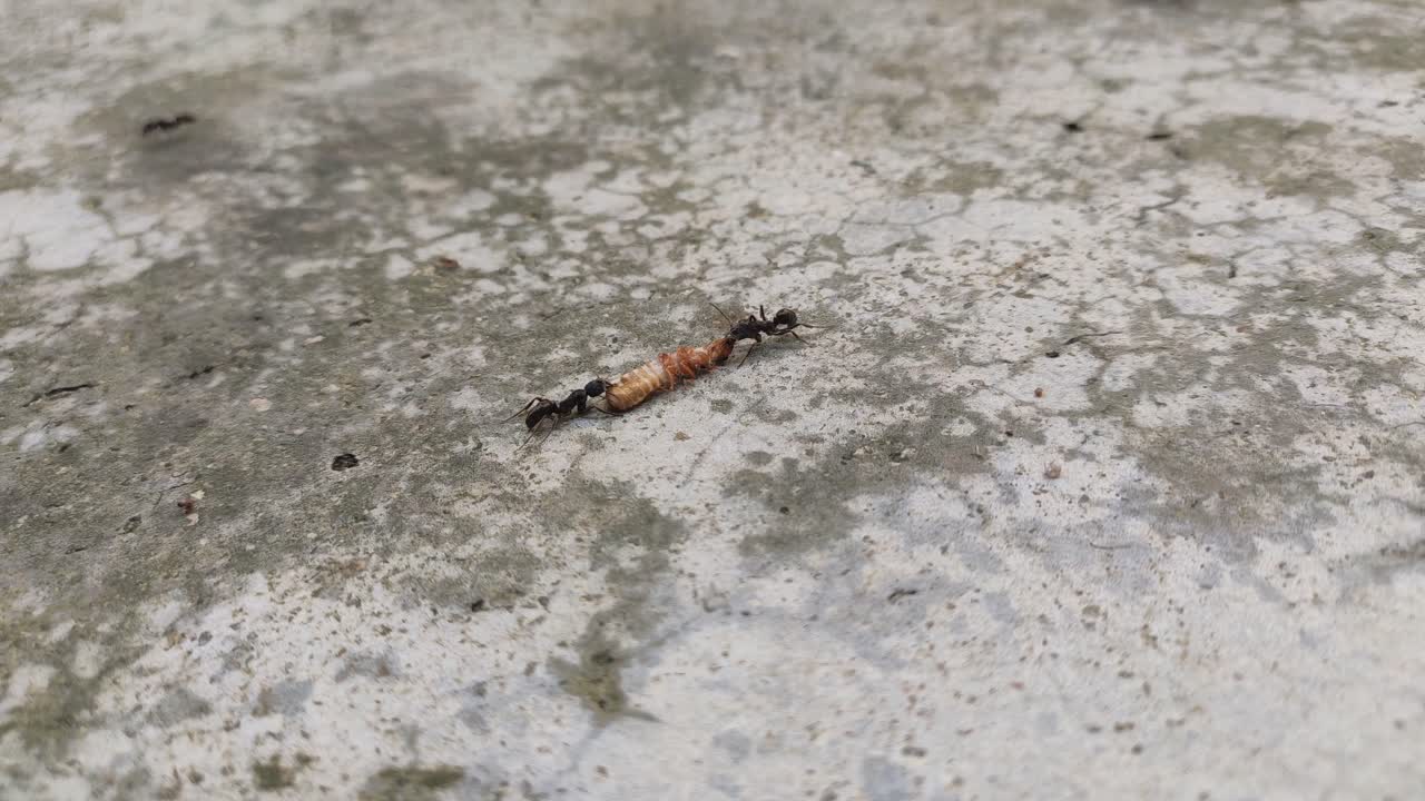 un grupo de hormigas negras luchan por cadáveres de insectos que se utilizarán como alimento