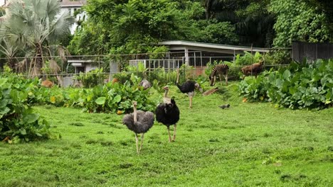 avestruz y otros animales en un recinto zoológico