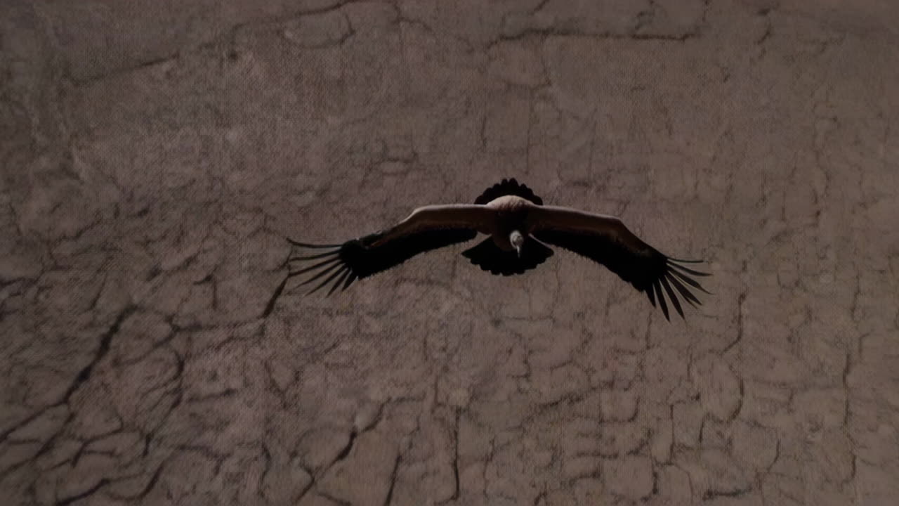 Avvoltoio in volo su un paesaggio arido
