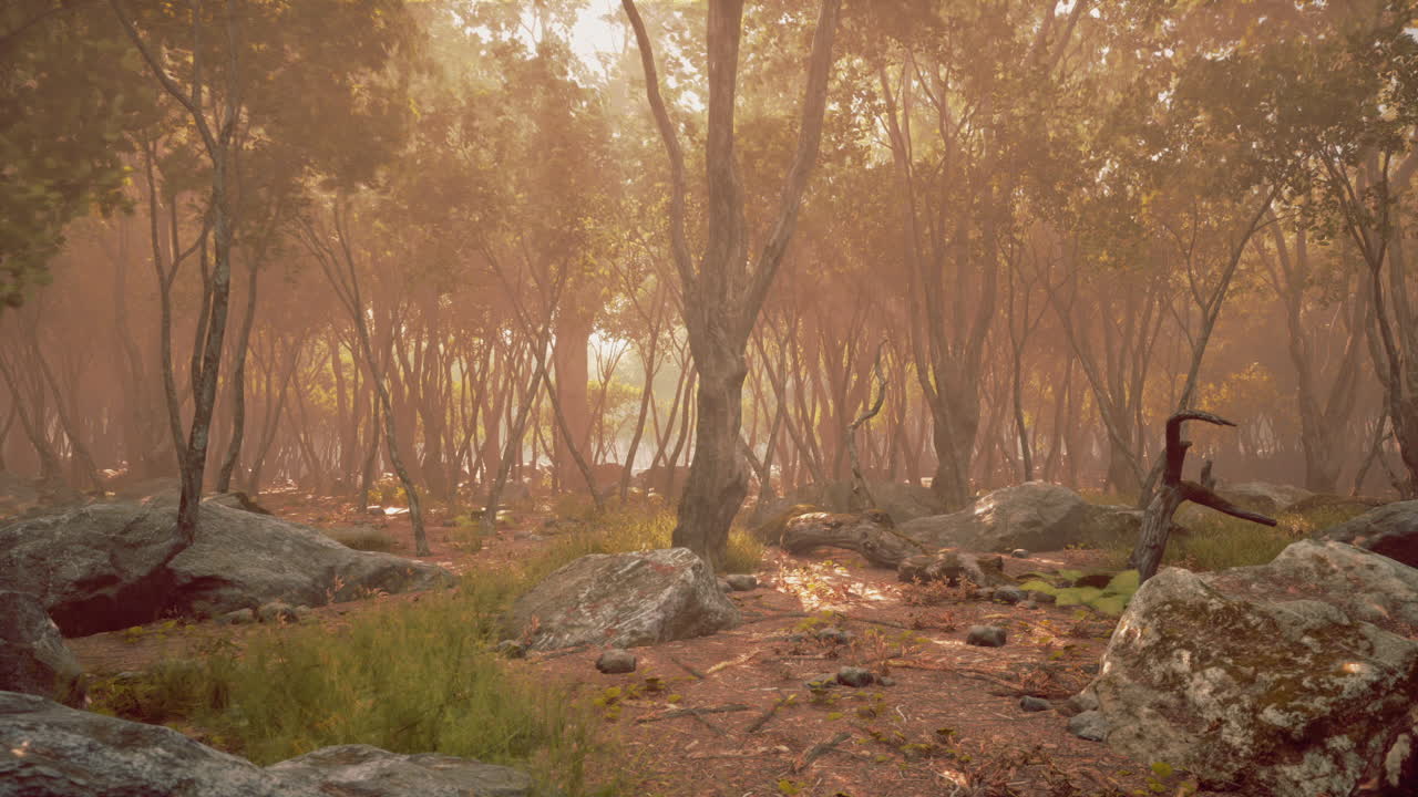 Sunlit forest with trees and rocks in the early morning hours at dawn