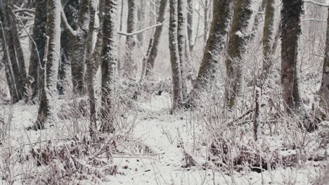 Snow-falling-in-front-of-trees-on-windy-day-in-forest