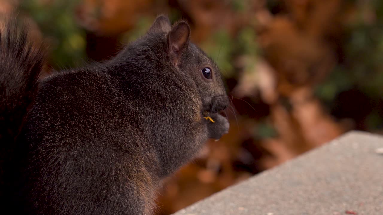 un primerísimo plano de una ardilla negra comiendo una semilla de calabaza en un porche delantero