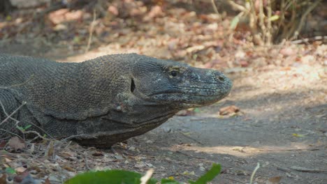 primer plano de un dragón de komodo tendido en el suelo, mostrando sus escamas intrincadas y su formidable presencia