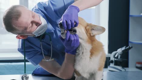veterinario examinando los dientes y la boca de un perro corgi enfermo