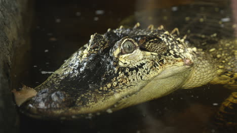 american alligator with eyes just above the surface of water - close up on face