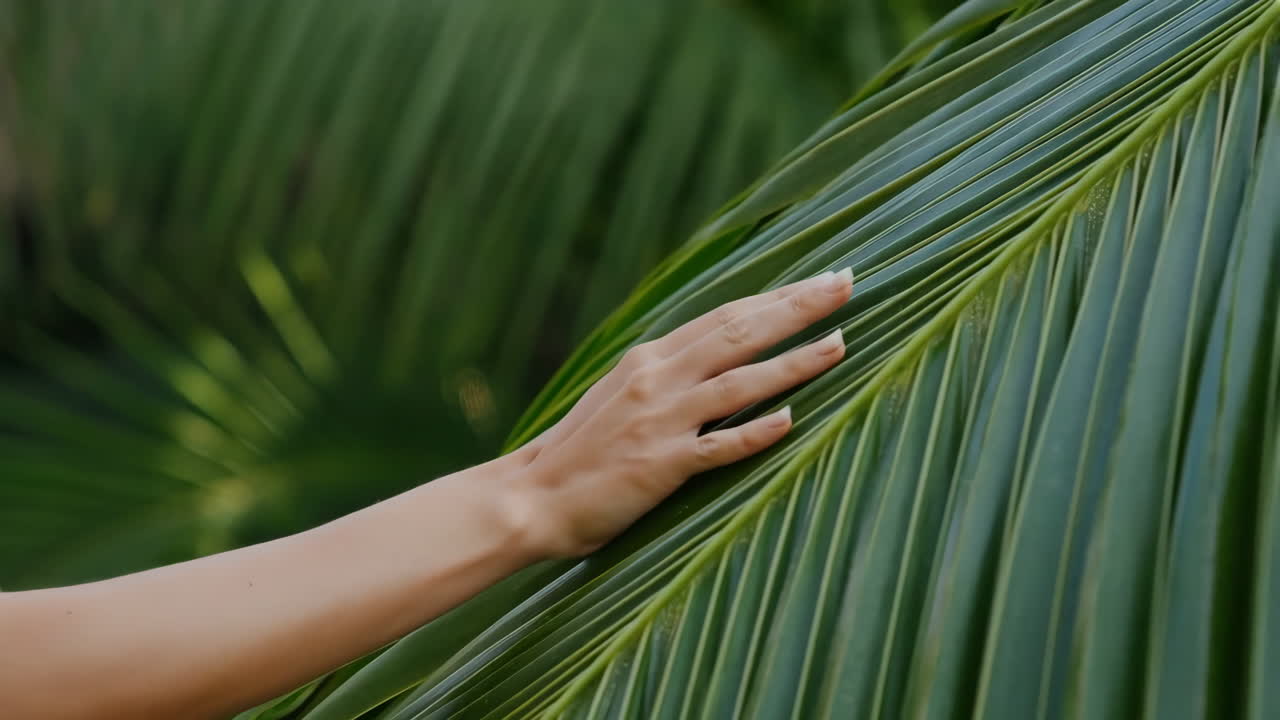Hand Gently Touching a Green Palm Leaf
