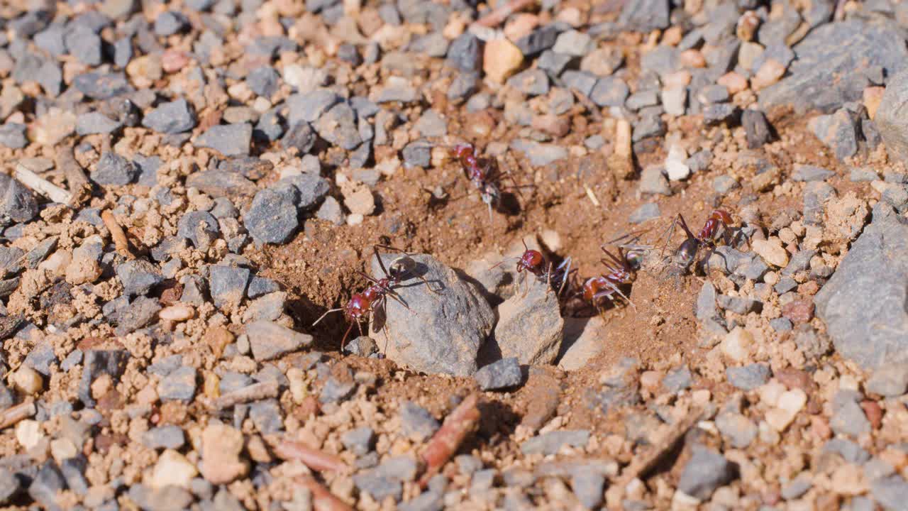 Several ants actively move in and out of a nest entrance surrounded by gravel and dirt, captured in bright natural daylight with a static macro shot