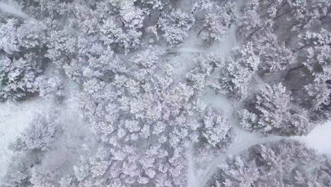 beautiful aerial footage of trees covered with snow, light snow falling, nordic woodland pine tree forest, baltic sea coast, wide birdseye drone shot moving forward