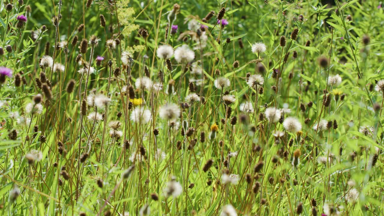 Diverse wildflowers and insects in a sunlit meadow, static camera, vibrant natural lighting