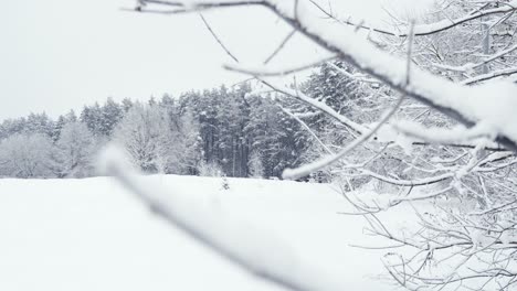 Shallow-Focus-Of-Tree-Branches-Covered-With-Snow-In-Wild-Forest,-Riga-Wonderland