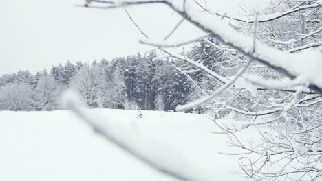 shallow focus of tree branches covered with snow in wild forest, riga wonderland