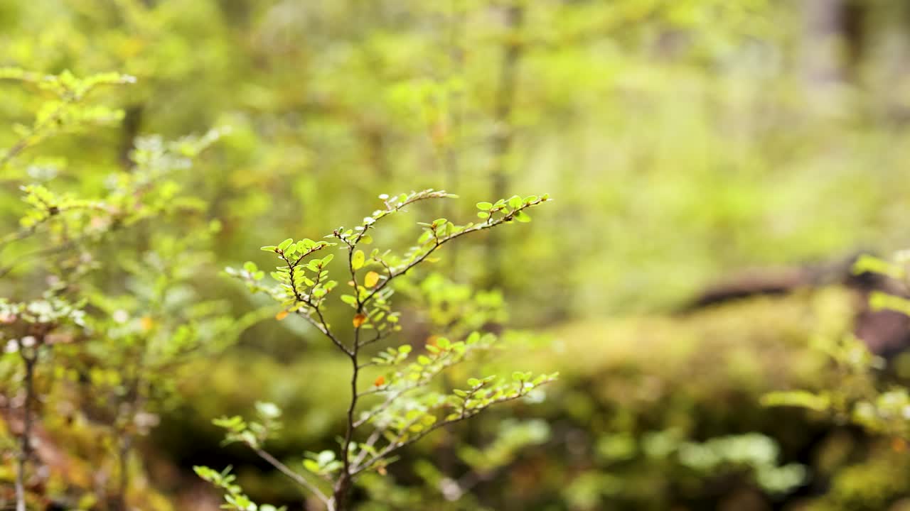 A tranquil forest setting with sunlight filtering through lush green foliage. Soft focus and gentle camera movement enhance the peaceful atmosphere