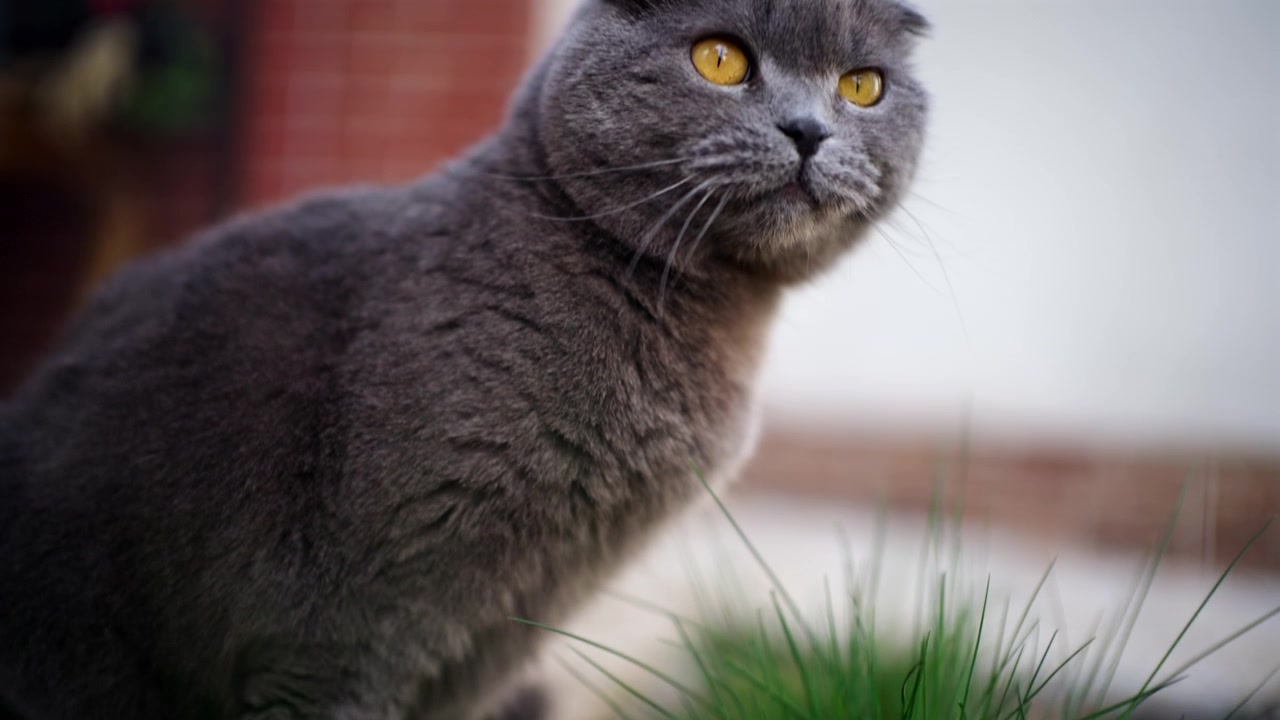 Primo piano laterale di un gatto grigio soffice che mangia erba verde fresca all'aperto.