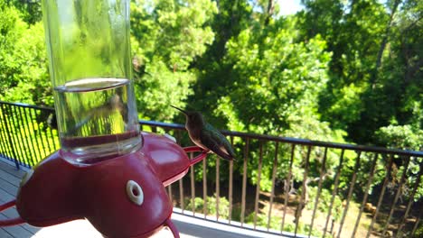 in a backyard in the suburbs, two humming birds with green feathers hover and sit at a bird feeder in slow-motion while and getting drinks and eventually flying away