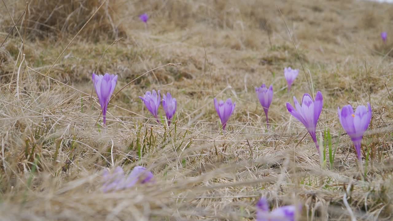 flores de crocús silvestres con flores púrpuras en un campo de hierba marrón enmarañada