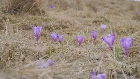 Wilde-Krokusblüten-Mit-Violetten-Blüten-Im-Feld-Aus-Verfilztem-Braunem-Gras