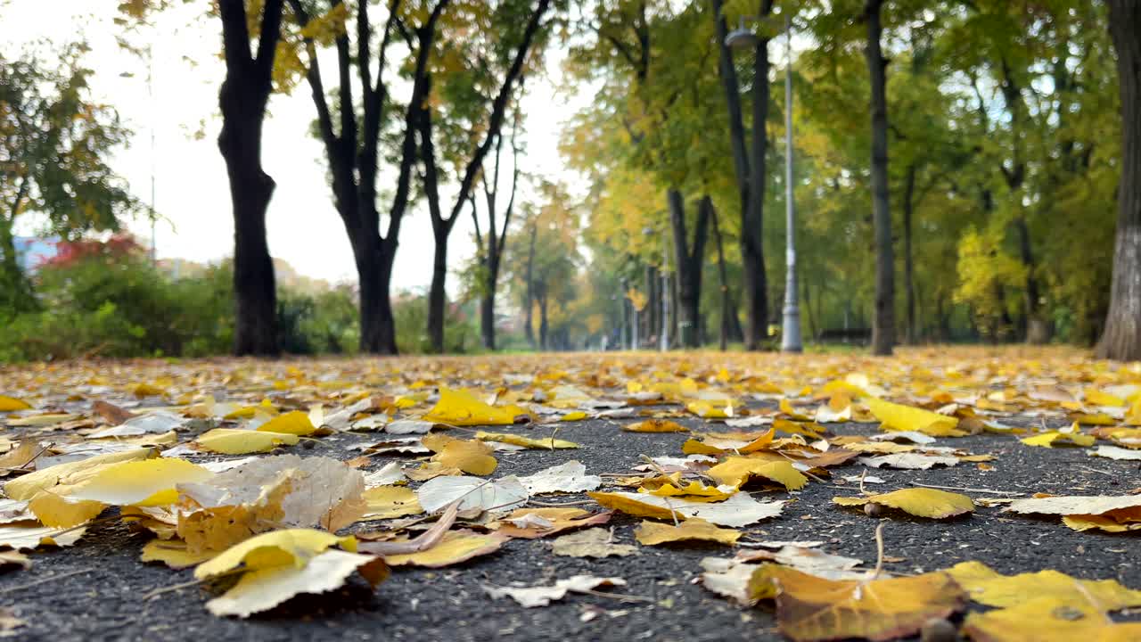Golden autumn leaves cover a quiet pathway lined with tall trees, creating a serene, nature-filled scene.