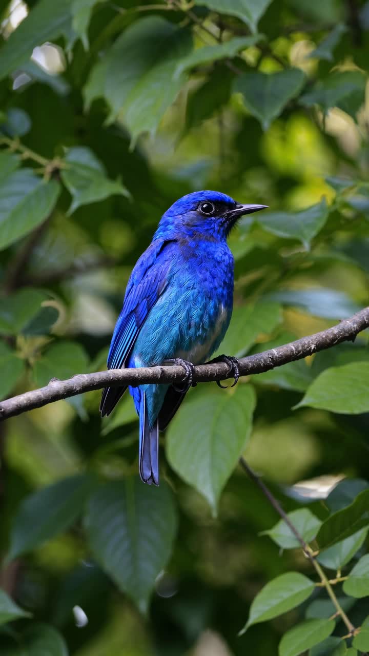 Close-up video shot of a vibrant blue bird perched on a branch, surrounded by lush green leaves