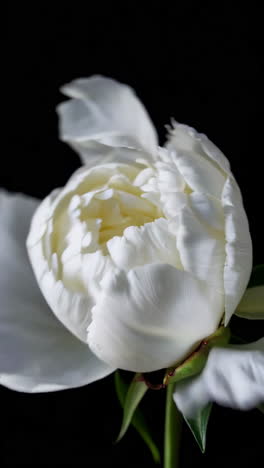 white peony bud close-up