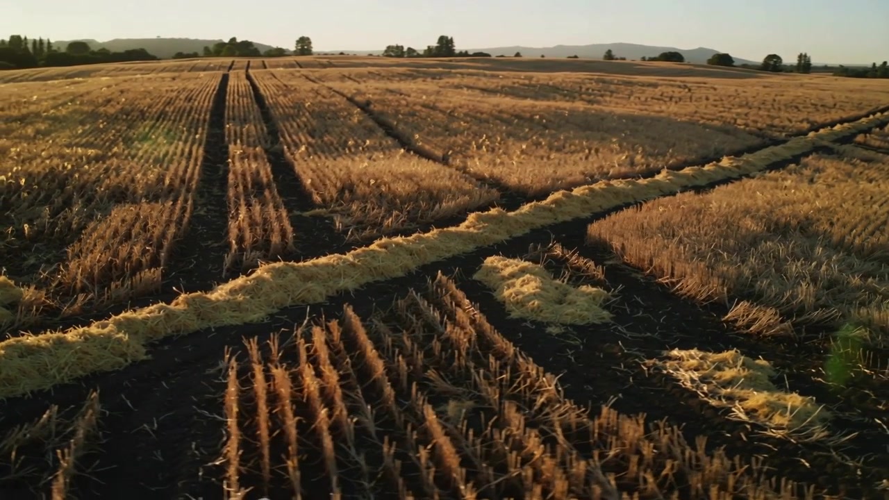 Drone che avanza rivelando tracce di trattore e andane in un campo di cereali, catturando un lens flare.