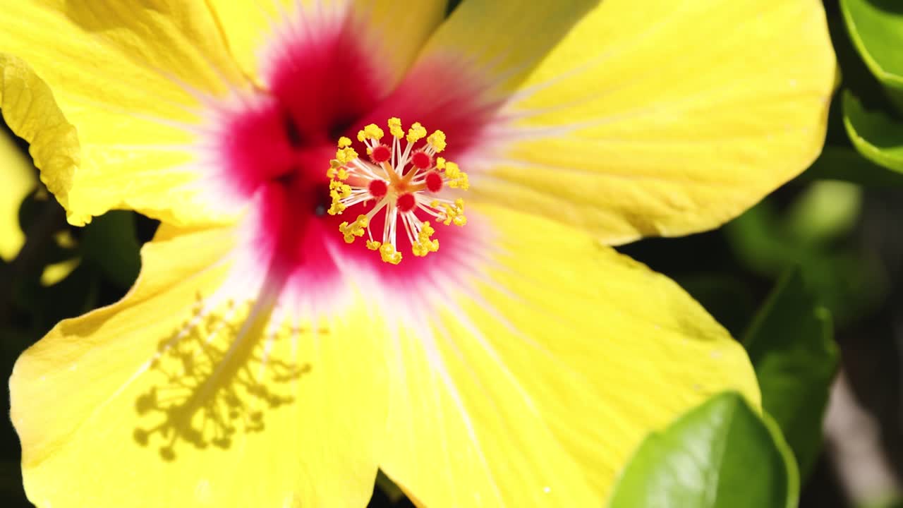 primer plano de una flor de hibisco amarilla vibrante
