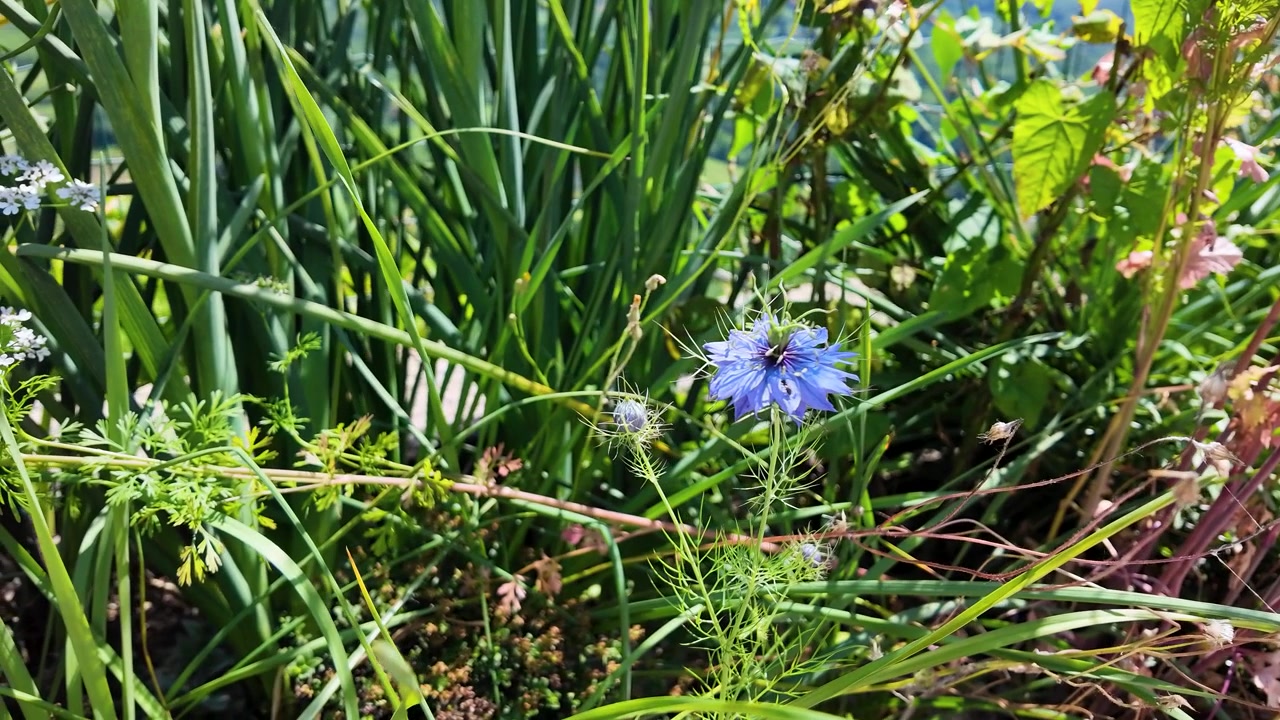 Un fiore blu vivace di nigella damascena ondeggia delicatamente tra erbe verdi ed erba cipollina in Piemonte