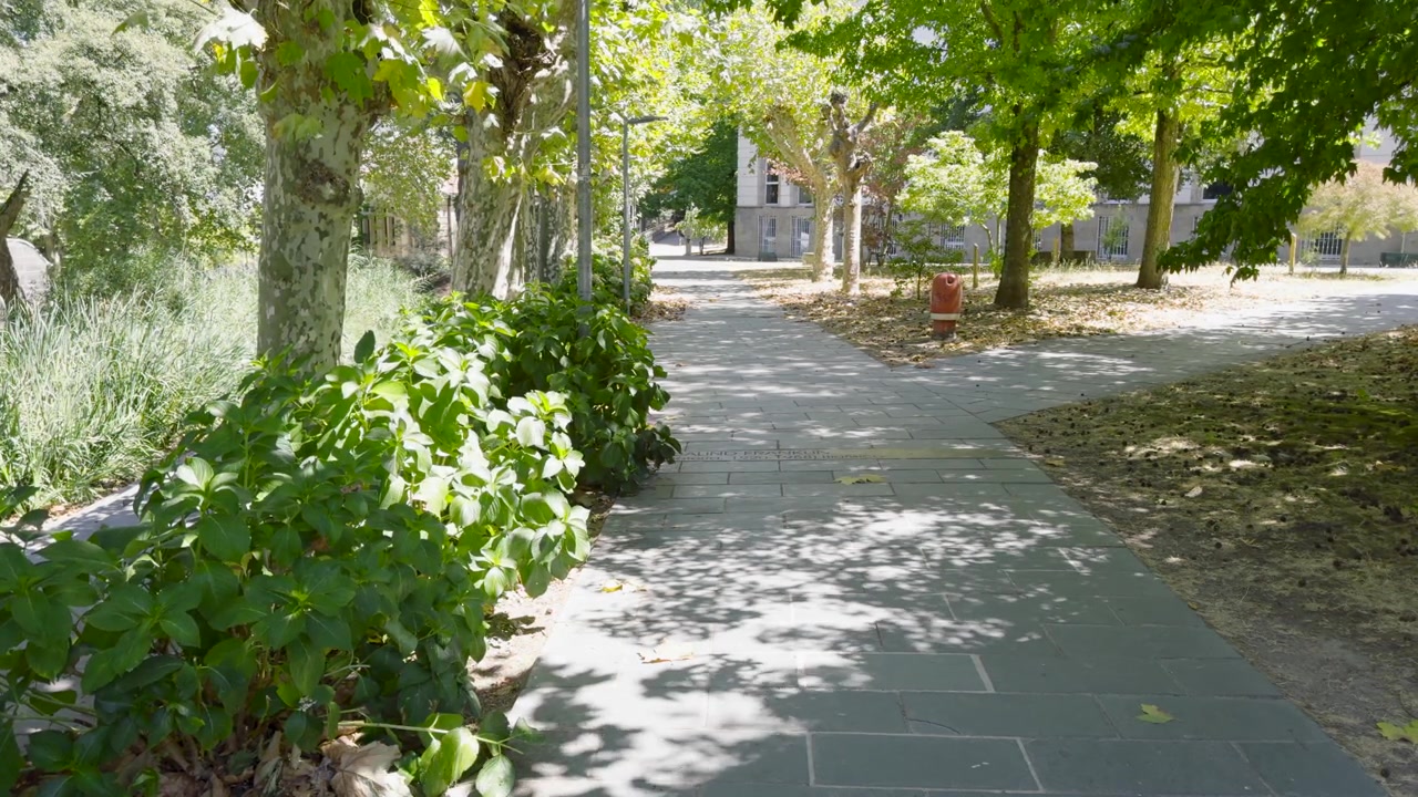 Peaceful pedestrian walkway through a leafy university campus, surrounded by mature trees, landscaped greenery and shaded outdoor spaces.