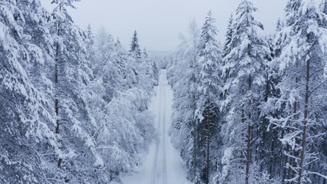 long straight remote forest road with snow bent trees by winter morning