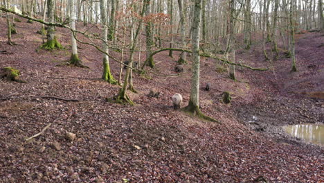 un grupo de jabalíes en un bosque en normandía