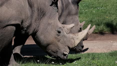 A-pair-of-rhinos-with-their-horns-still-in-tact-walk-and-graze-together