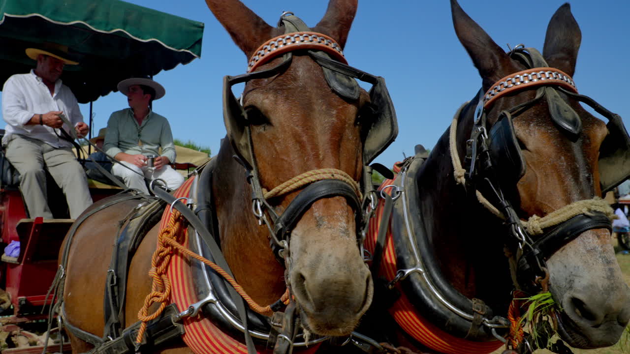 Due cavalli decorati trainano una carrozza tradizionale con pellegrini che riposano all'ombra sul Cammino del Rocío nella luminosa luce andalusa