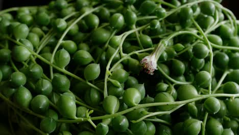 senecio rowleyanus con flor, conocido como cuerda de perlas o cuerda de cuentas
