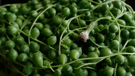 senecio rowleyanus with flower, known as string of pearls or string of beads