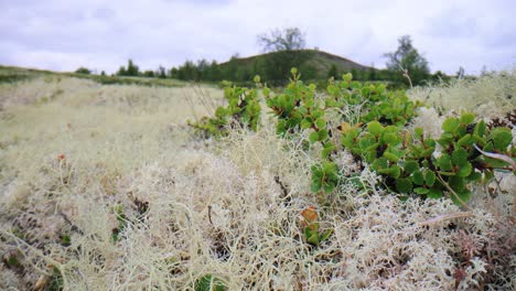 Arktischen-Tundra.-Schöne-Natur-Norwegen-Naturlandschaft.