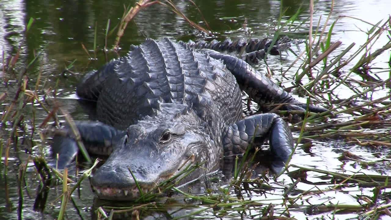 caimanes en los everglades florida