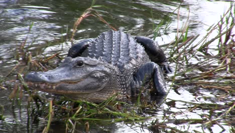 Caimanes-En-Los-Everglades-De-Florida