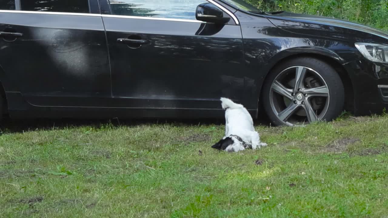 작은 색과 검은색의 테리어 개가 정원에서 검은 차 앞에서 달리고 개는 풀에서 바닥에 굴러 놀고, 빛이 비치는 여름 동안 재미있게 놀고 있습니다.