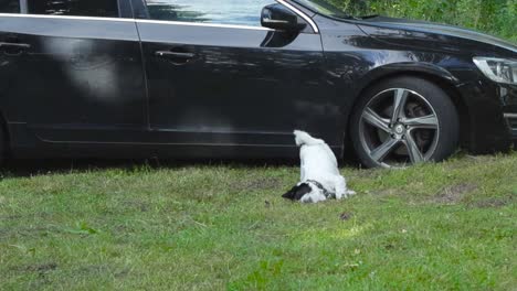 a small white and black terrier dog running around in front of a black car in a garden and the dog is rolling on the ground in grass and playing, having fun during summer time with sun shining