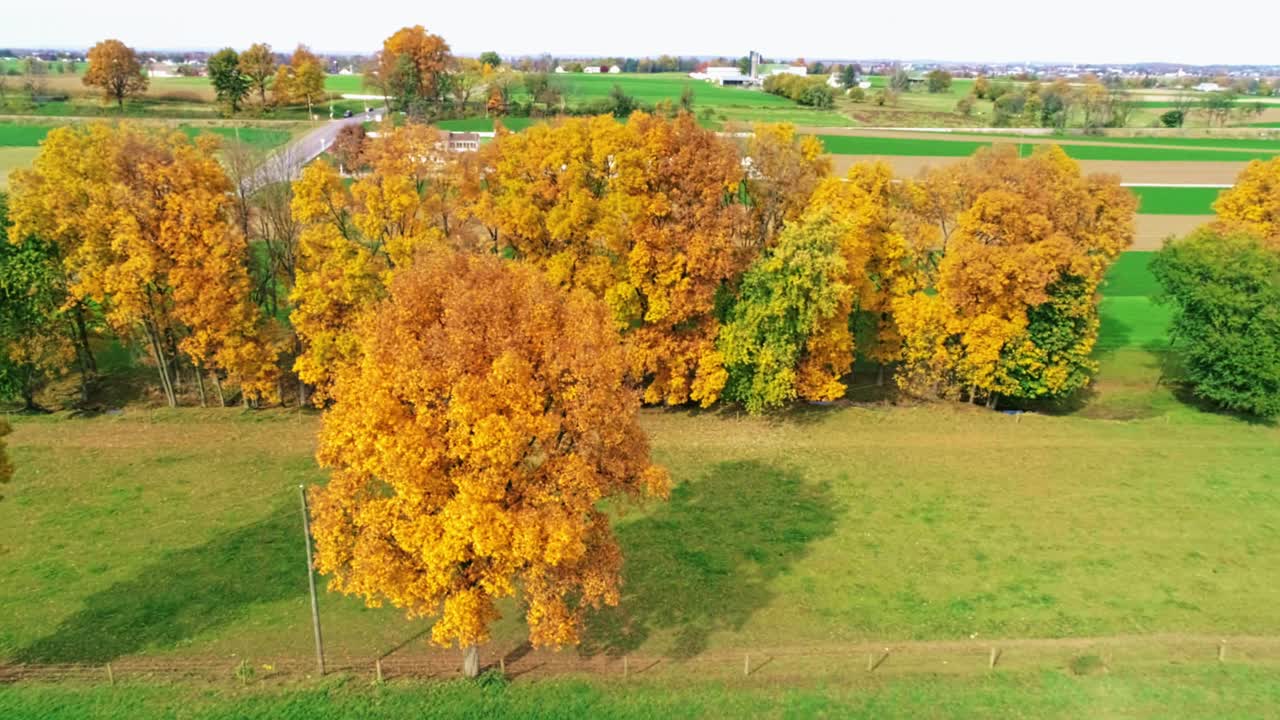 밝고 화창한 날 농지를 내려다보는 밝은 오렌지색과 붉은 잎이 있는 가을 나무 줄의 드론 보기