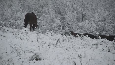 manada de caballos salvajes pasando por una colina en un frío día de invierno con nieve sobre los árboles