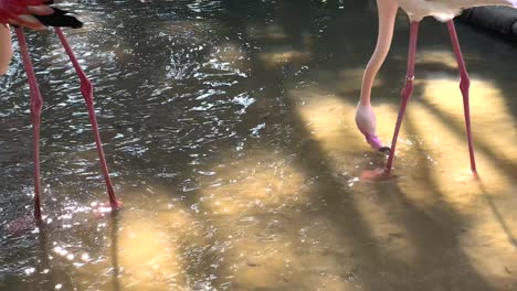 flamingos gracefully wading in sunlit water